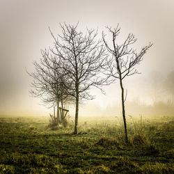 Bare tree on field against sky at sunset