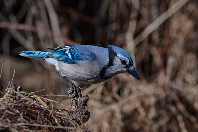 Close-up of bird perching on plant