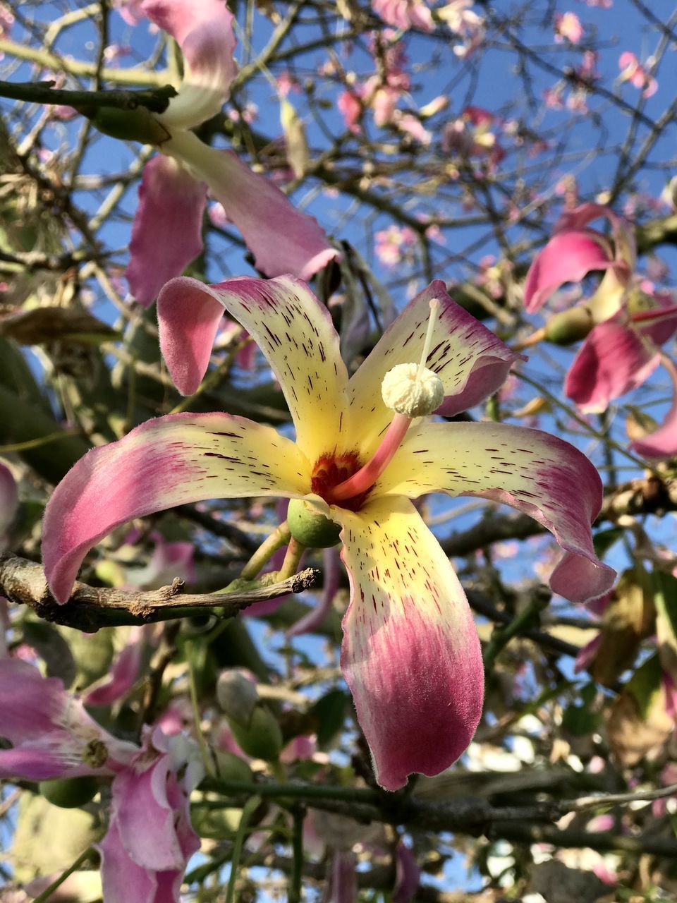 CLOSE-UP OF CHERRY BLOSSOM