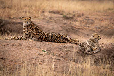 Cheetahs on field in forest