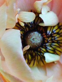 Close-up of flower