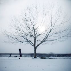 Bare trees against sky