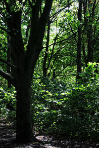 Trees growing in forest