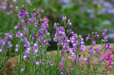 Close-up of purple flowering plants on land