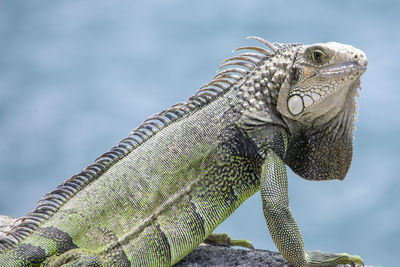 Close-up of a lizard