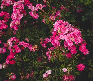 Close-up of pink flowering plants in park