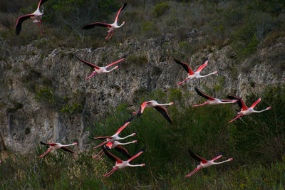 Flock of birds flying over sea