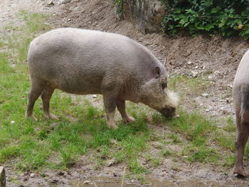 View of animals on field
