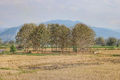 Trees on field against sky