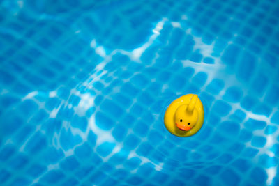 High angle view of jellyfish swimming in pool