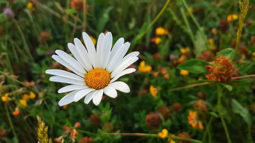 Close-up of white daisy flower