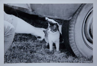 Dog on grassy field