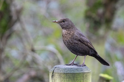 Close-up of bird perching on wooden post