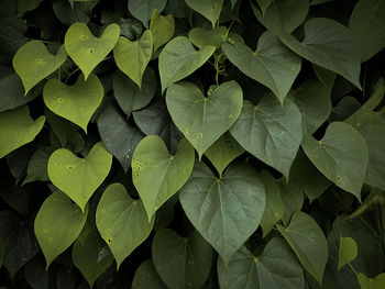 Full frame shot of leaves