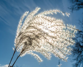 Low angle view of stalks against blue sky