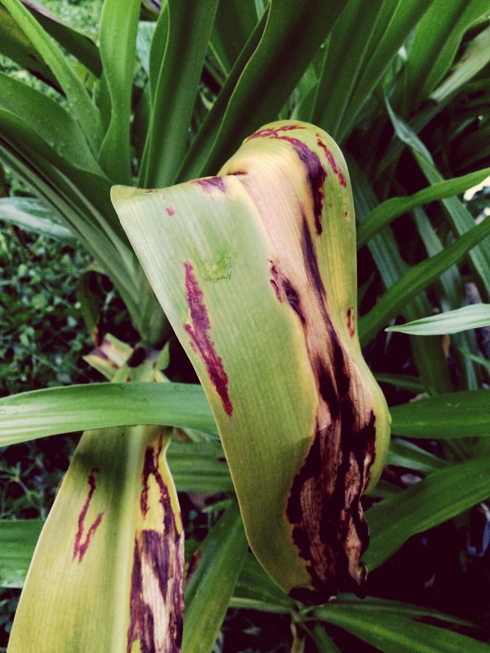 CLOSE-UP OF FRESH GREEN PLANT IN FIELD