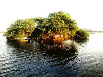 Reflection of trees in lake