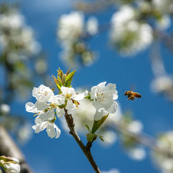 Close-up of insect on white cherry blossom