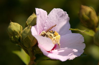 Close-up of insect on flower