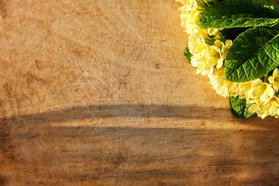 High angle view of flowering plant on table