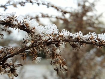 Close-up of plant growing on tree