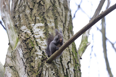 Low angle view of squirrel on tree