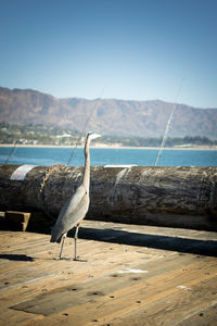 Bird perching on shore by sea against clear sky