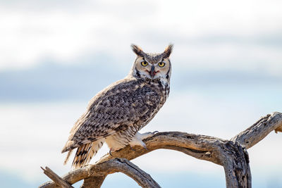 Portrait of owl perching on tree 