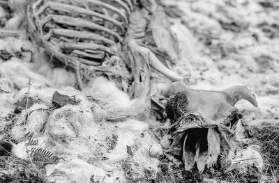 Close-up of animal skull on rock