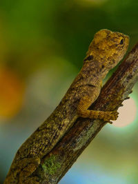 Close-up of a lizard on tree