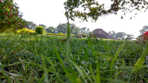 Close-up of fresh green grass in field against clear sky