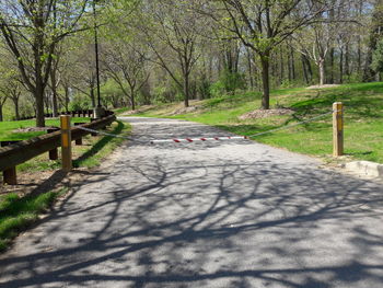 Shadow of trees on footpath