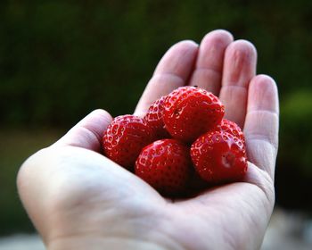 Close-up of hand holding strawberries