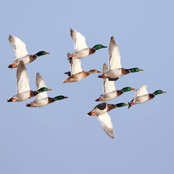 Low angle view of birds flying against clear sky