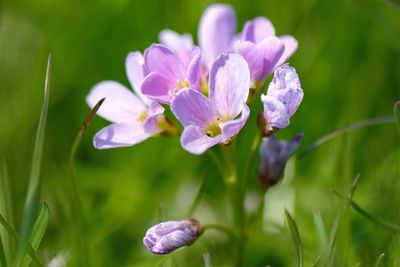 Close-up of purple crocus flowers