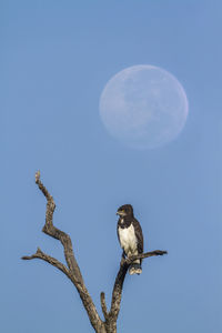 Low angle view of bird perching on branch against blue sky