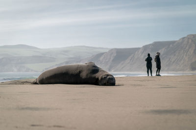 Elephant seal lying on beach in northern california along the pacific while people walk on the sand.