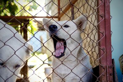 Close-up of dog seen through chainlink fence