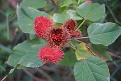 Close-up of red flowering plant