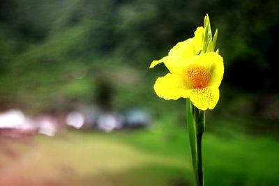 Close-up of yellow flower