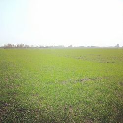 Scenic view of grassy field against clear sky