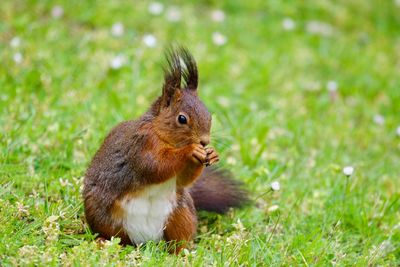 Squirrel on field