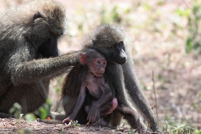 Close-up of monkey sitting outdoors