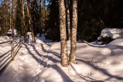 Trees on snow covered field