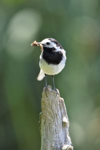 Close-up of bird perching on wood