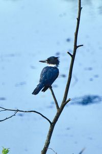 Bird perching on a tree