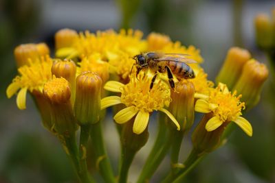 Close-up of bee on yellow flower