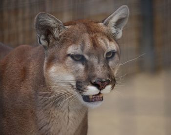 Close-up of cougar
