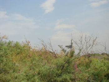 Plants growing on land against sky