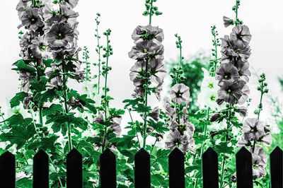 Plants against the sky